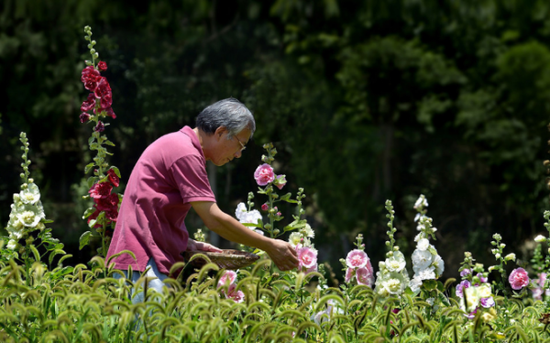 金堂鲜花谷的来历-金堂网-www.jintang.cn