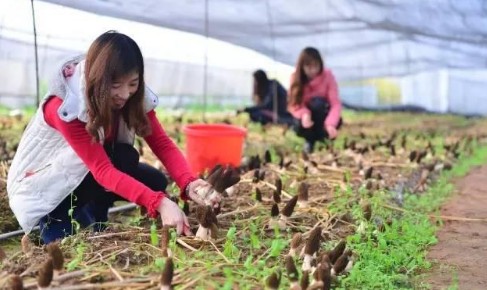 在金堂种羊肚菌有什么优惠政策