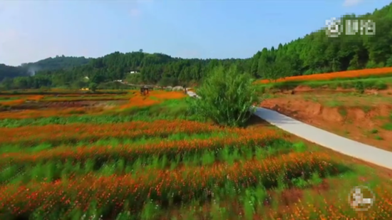 金堂鲜花谷的来历-金堂网-www.jintang.cn