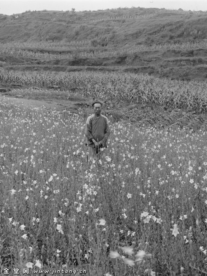 1910年的金堂县老照片（尔尼斯特·亨利·威尔逊）