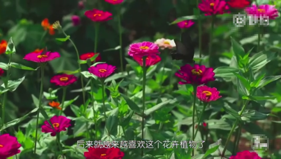 金堂鲜花谷的来历-金堂网-www.jintang.cn