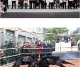 2016金堂黑山羊节现场图片