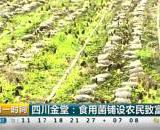 金堂食用菌主要产地是哪些乡镇（清江镇、赵家镇）
