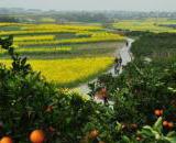 2017年金堂县三溪镇油菜花节等你来