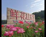 转龙鲜花山谷