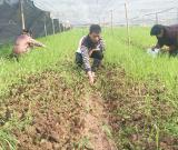 金堂又新镇成羊肚菌产地,金堂孙文开启创业模式
